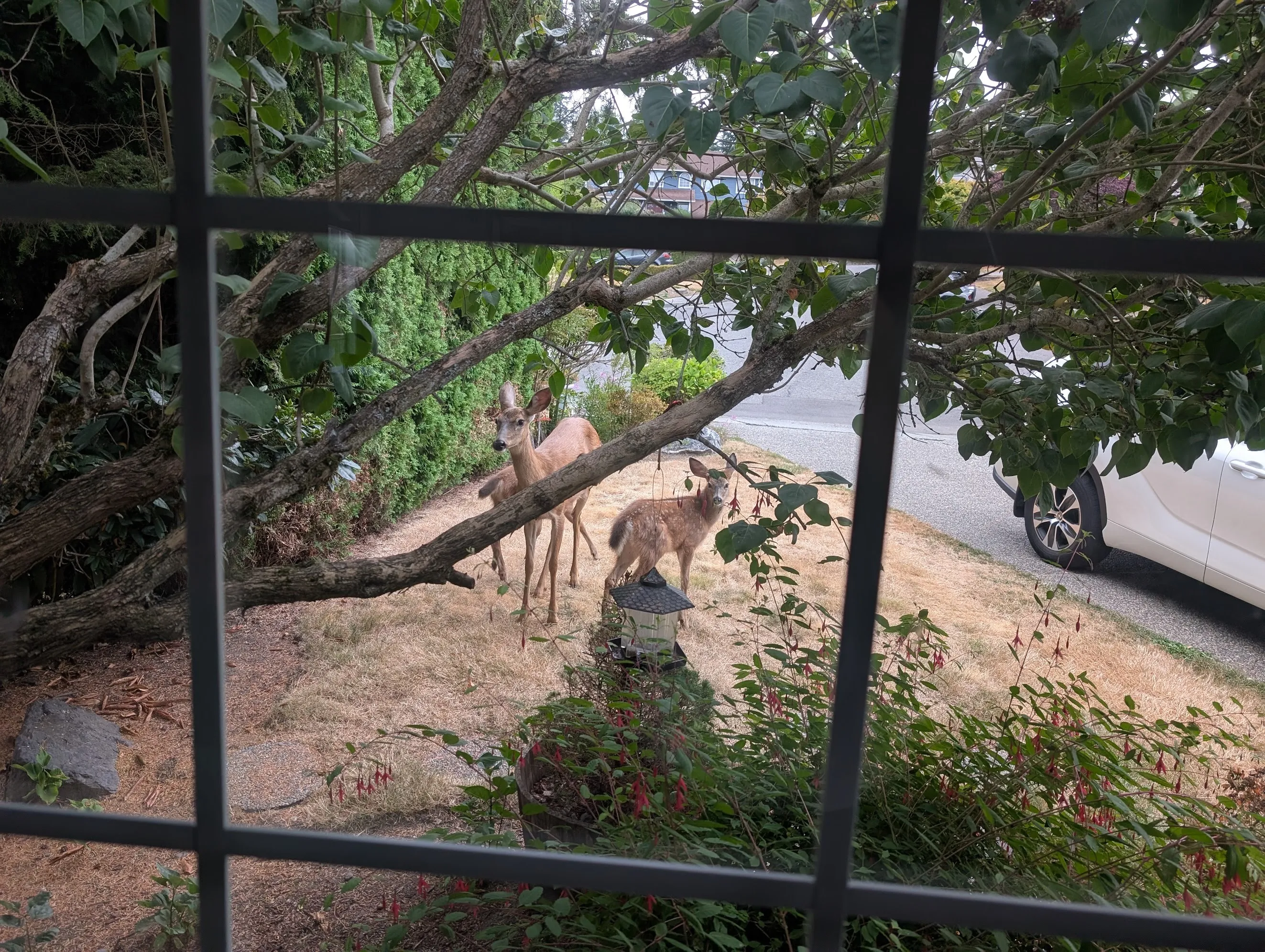 Deer in my yard