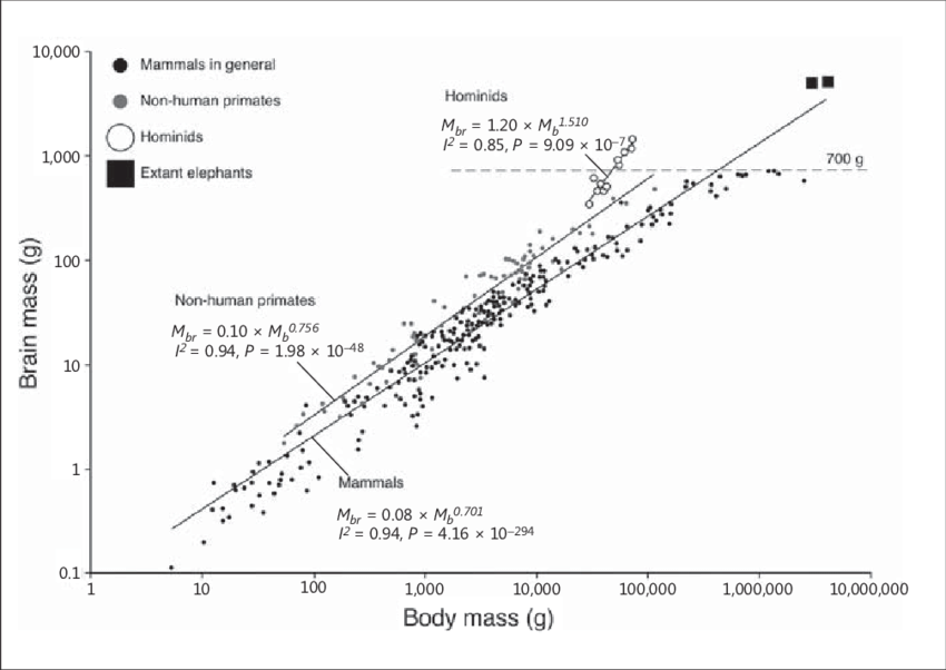 Graph of body mass to brain size.